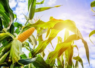 Growing maize for grain